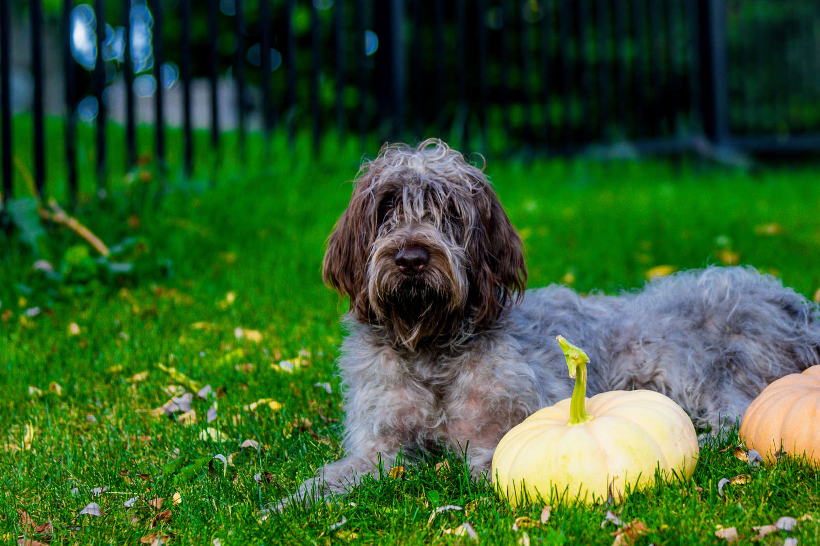 Wirehaired Pointing Griffon