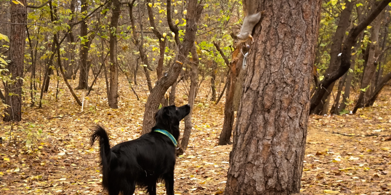 Coon & Squirrel Information