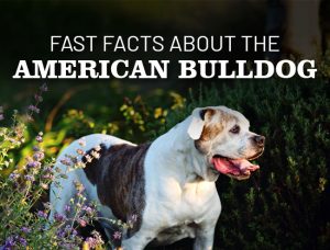 Fast Facts About the American Bulldog