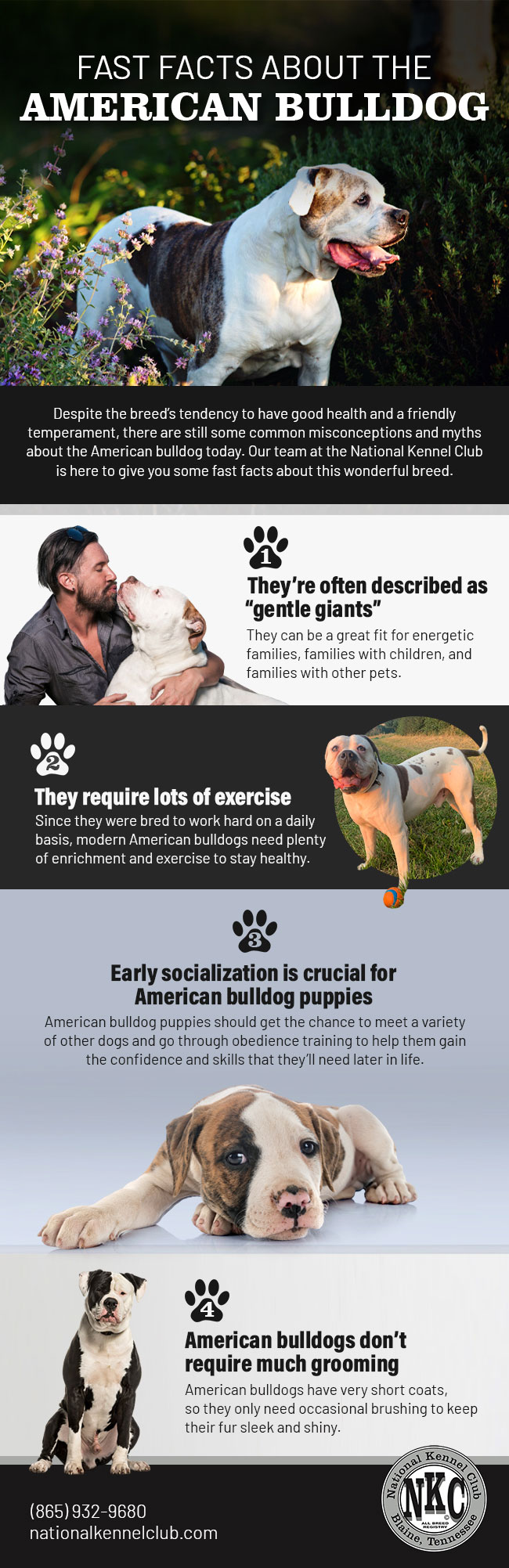Fast Facts About the American Bulldog