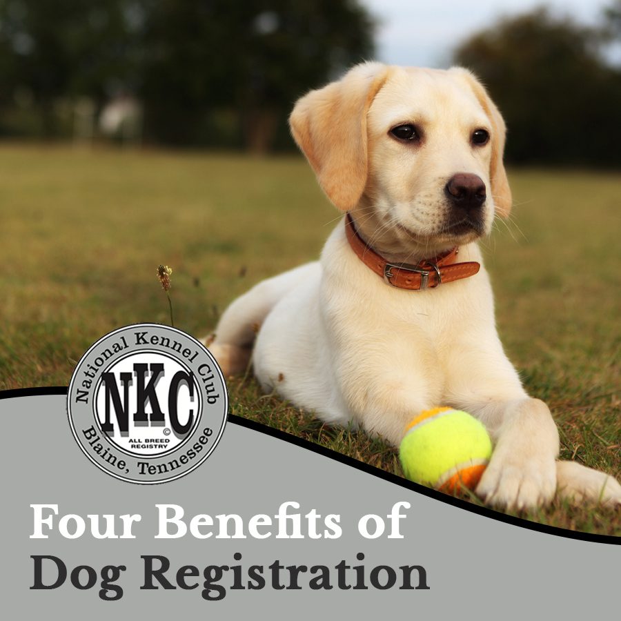 Four Benefits of Dog Registration