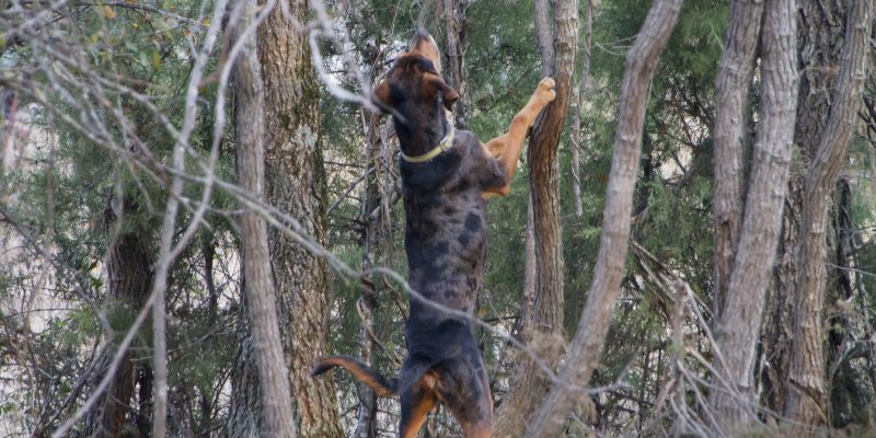 Get Your Dog Ready to Hunt With Coon & Squirrel Information