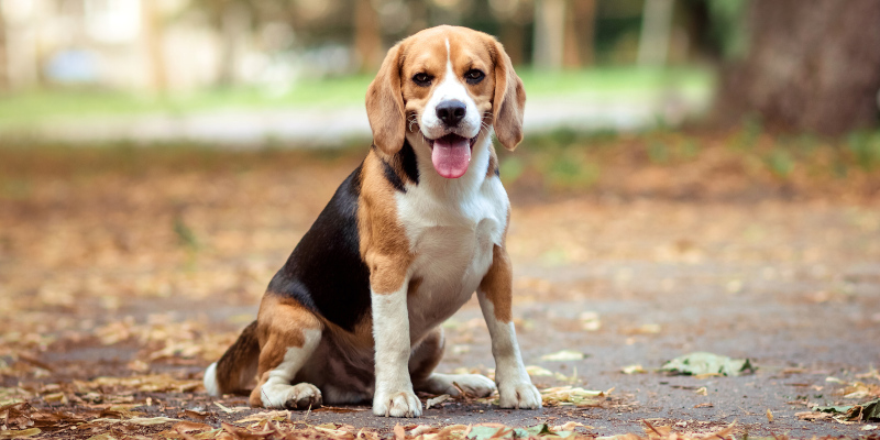 Five Care Tips For Beagles