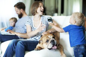 American Bulldogs Make Great Family Members
