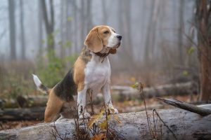 3 Defining Traits of Beagles