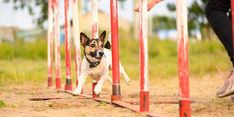 What Is the Purpose of a Dog Registry?