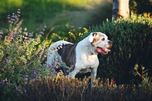 Key Differences Between English and American Bulldogs