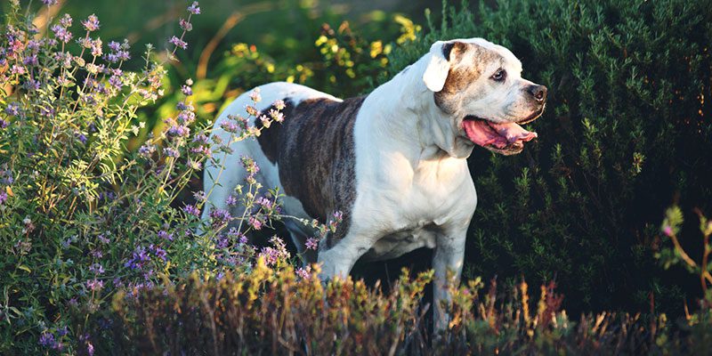 Key Differences Between English and American Bulldogs