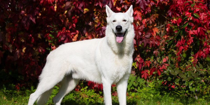 Purebred Dog Registry