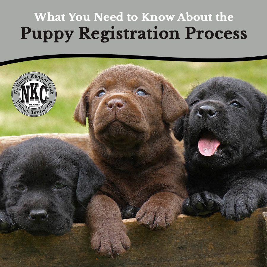 What You Need to Know About the Puppy Registration Process