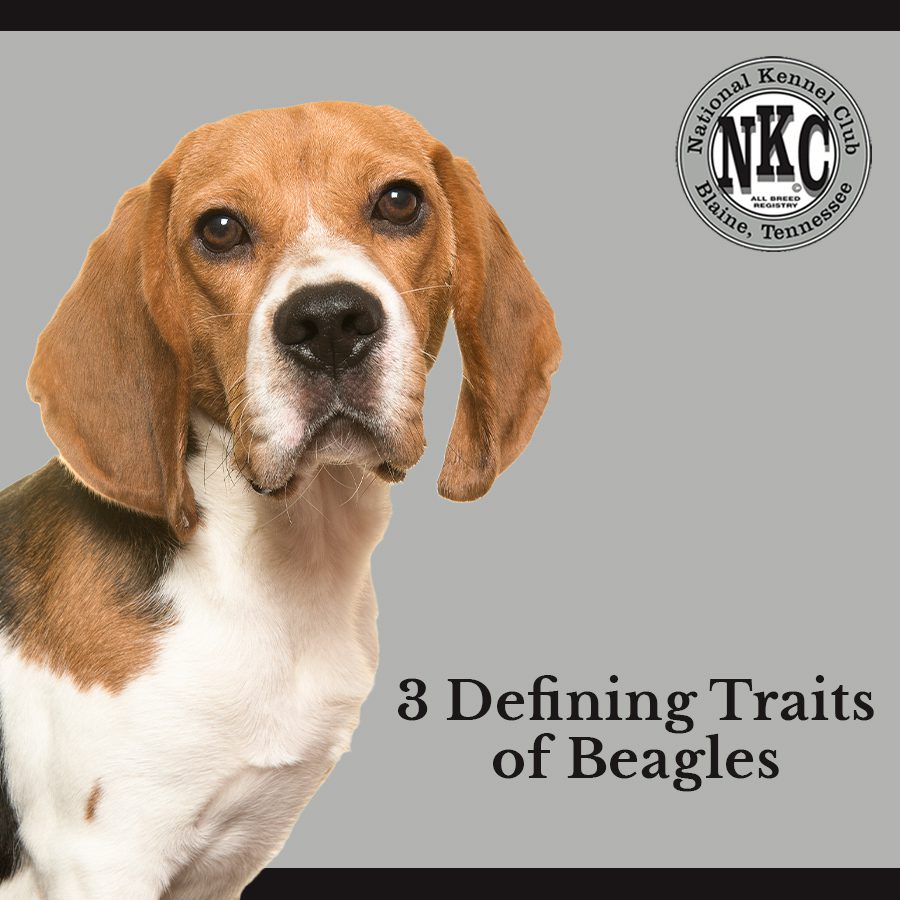3 Defining Traits of Beagles