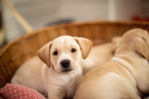 A Beginner's Guide to Our Puppy Registry