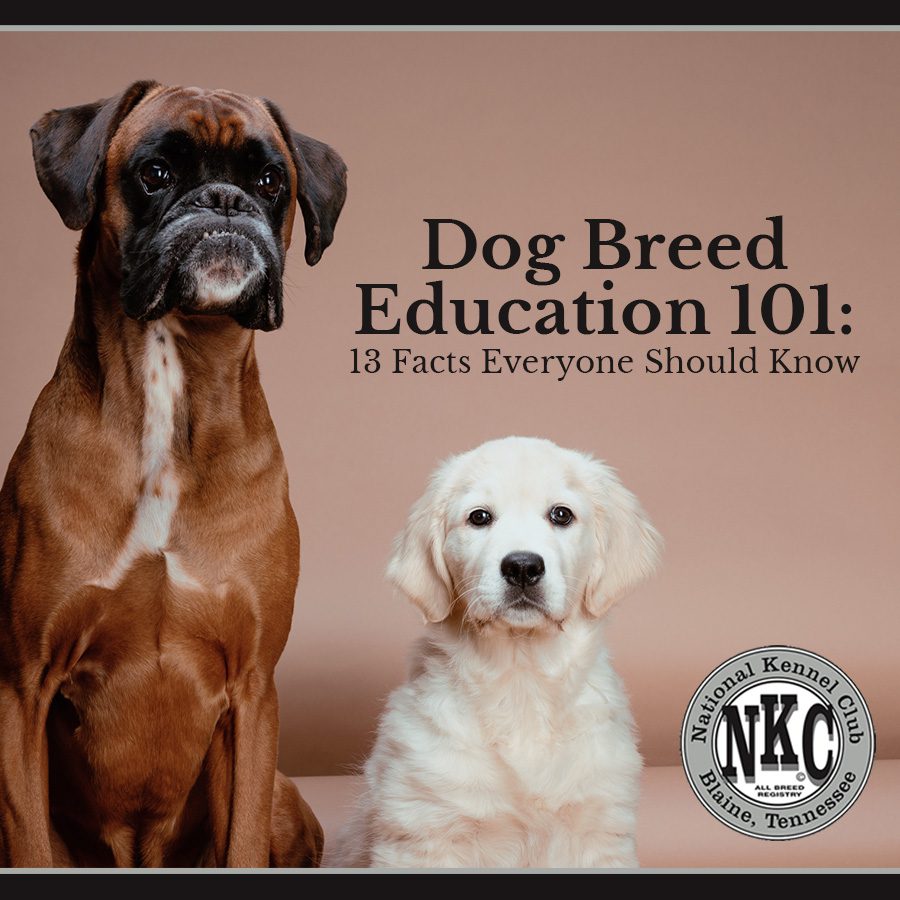 Dog Breed Education 101: 13 Facts Everyone Should Know