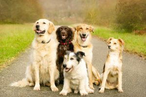 Dog Breed Education 101: 13 Facts Everyone Should Know