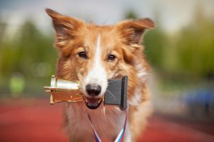 Three Things to Know Before Starting Dog Breed Competitions
