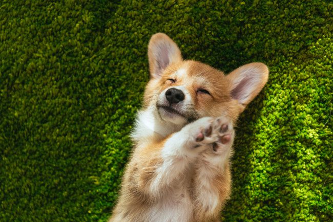 Why Do We Have Dog Breed Standards?