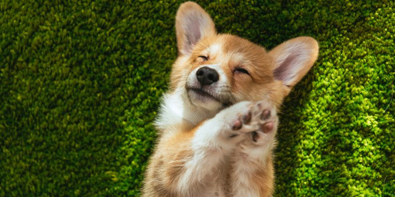 Why Do We Have Dog Breed Standards? 