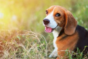Four Fun Facts About Beagles