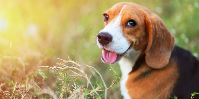 Four Fun Facts About Beagles
