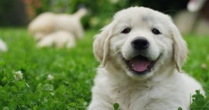 Why Puppy Registration Is Important