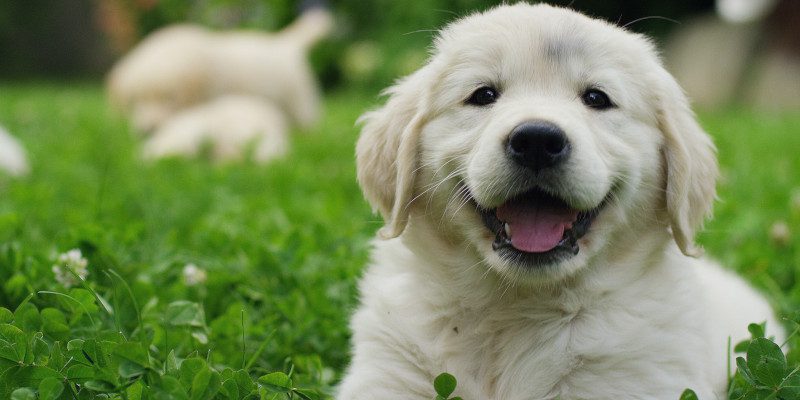 Why Puppy Registration Is Important
