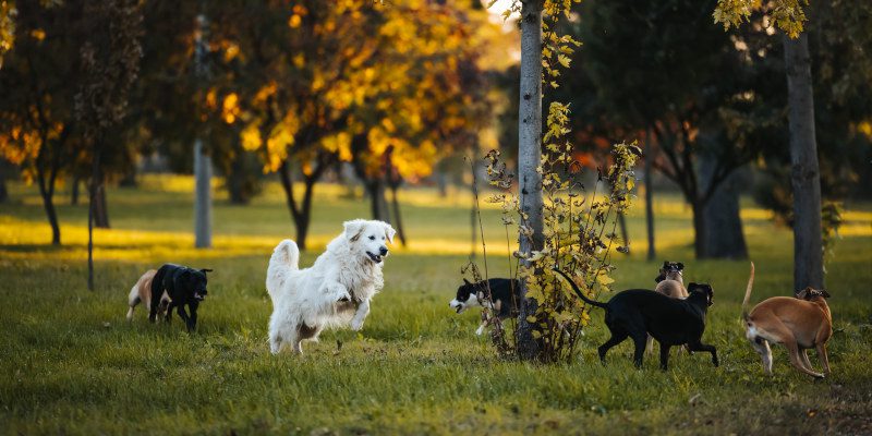 Kennel Club Registration in Blaine, Tennessee