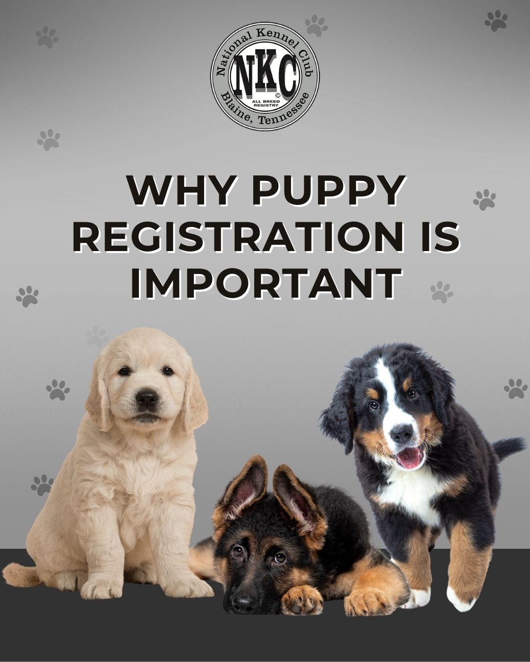 Why Puppy Registration Is Important