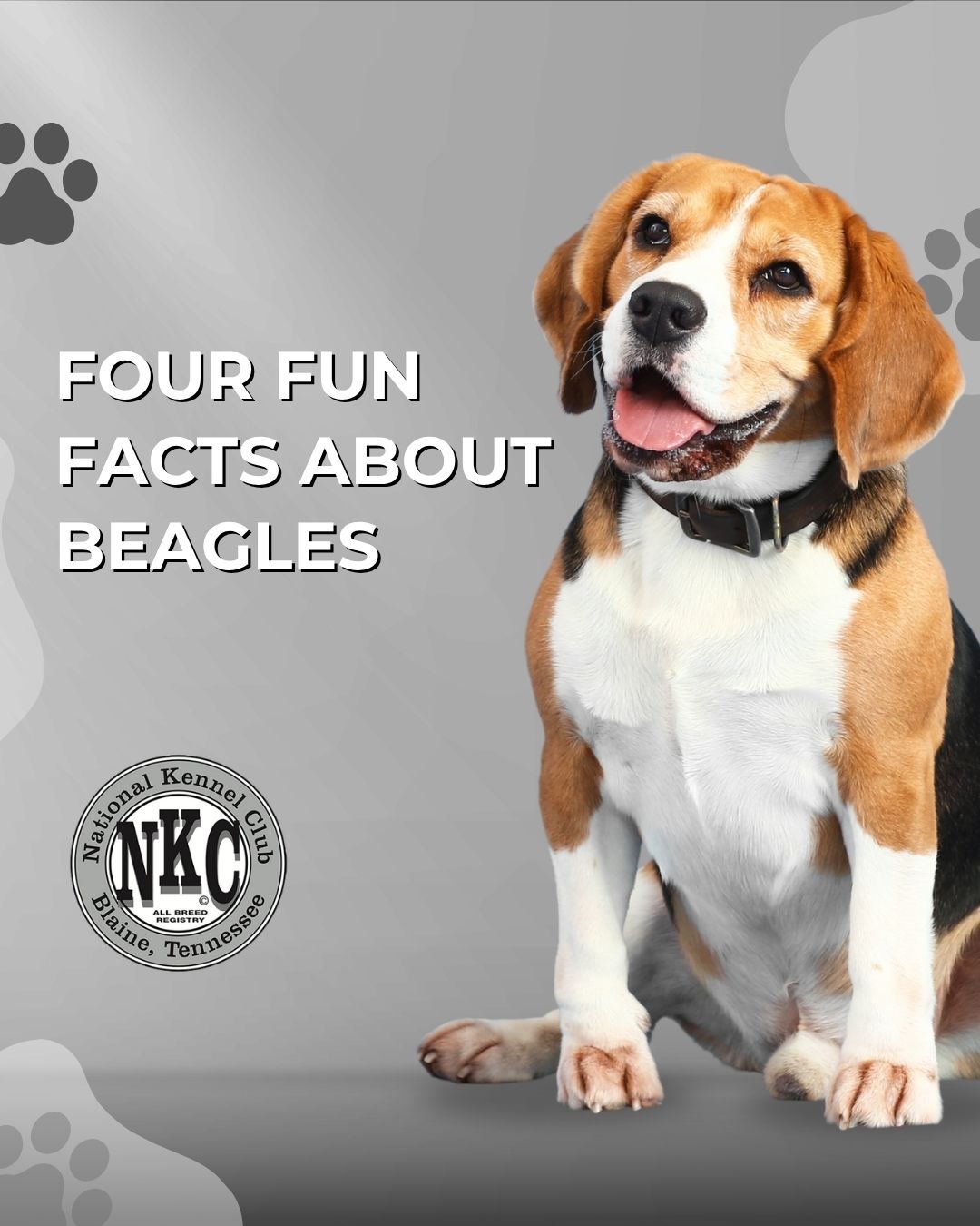 Four Fun Facts About Beagles