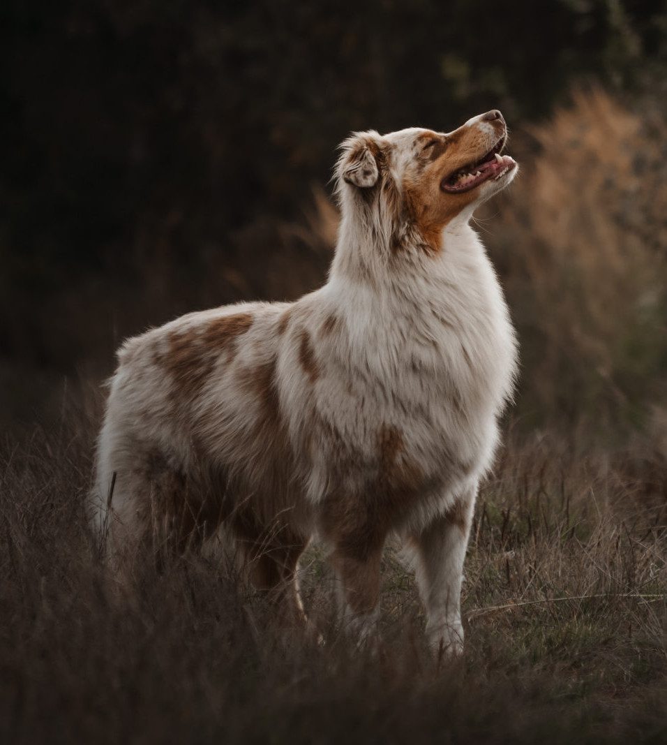 Australian Shepherd