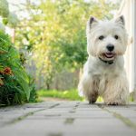 Puppy Litter Registration