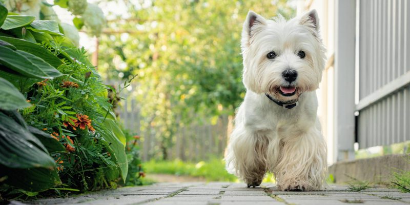 Puppy Litter Registration