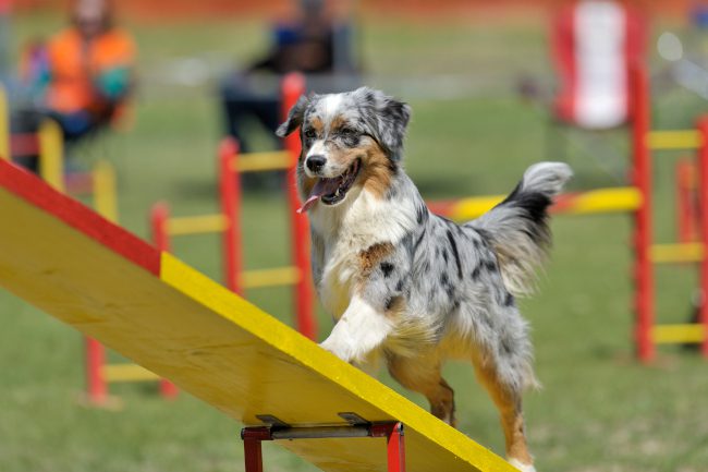 4 Beginner Tips to Prepare for Dog Breed Competitions [infographic]
