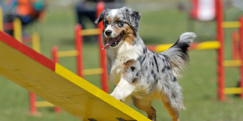 4 Beginner Tips to Prepare for Dog Breed Competitions