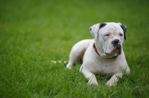 5 Fun Facts About American Bulldogs