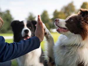 Why Is Dog Breed Heritage so Important?