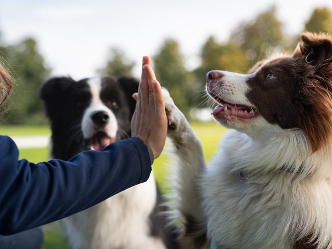 Why Is Dog Breed Heritage so Important?