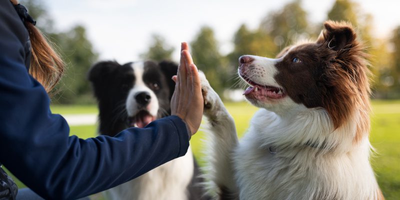 Why Is Dog Breed Heritage so Important?