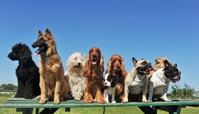 Five Common Myths About Dog Breed Standards