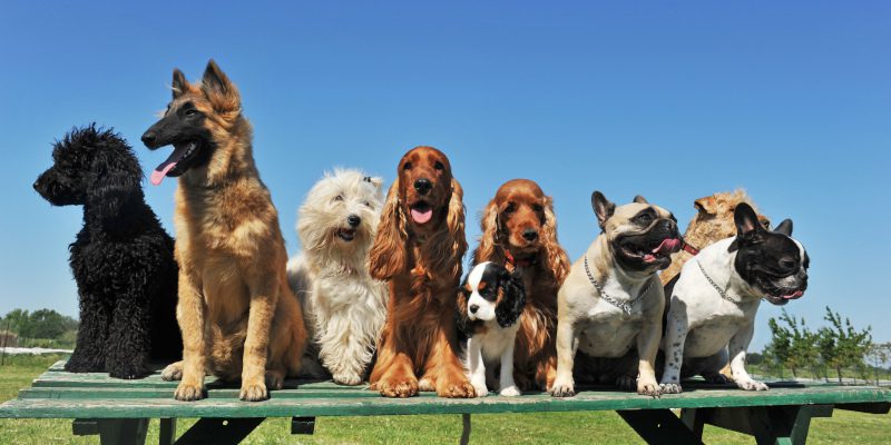 Five Common Myths About Dog Breed Standards