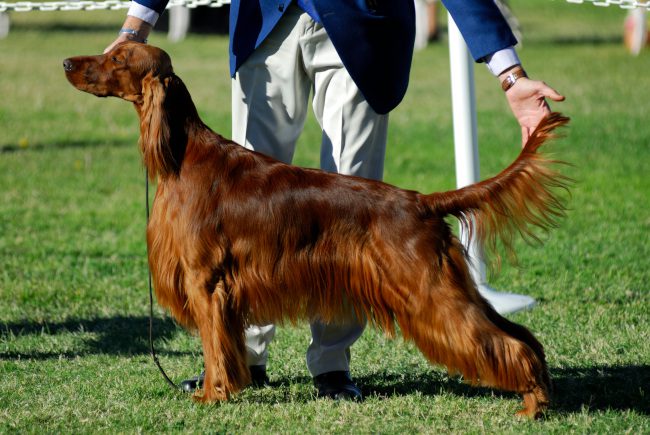 4 Things to Know About Dog Show Events Before Signing Up