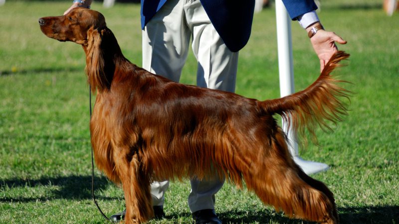 4 Things to Know About Dog Show Events Before Signing Up