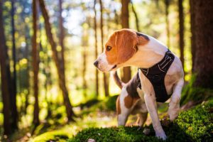 Five Things You Should Know About Beagles in Competition