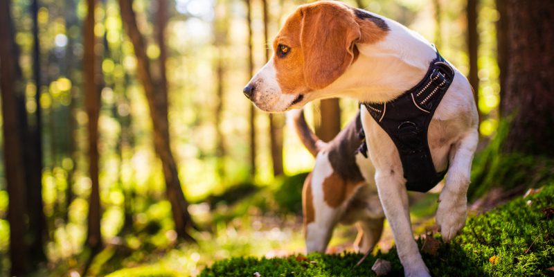Five Things You Should Know About Beagles in Competition