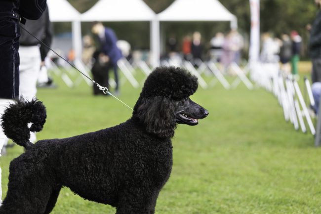 Five Reasons to Get Involved in Canine Sports Events