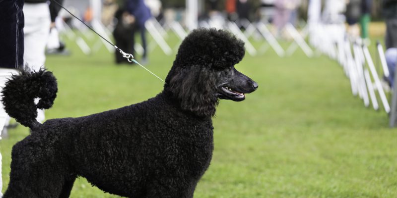 Five Reasons to Get Involved in Canine Sports Events