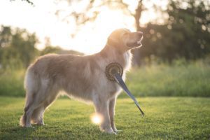 Why We Love Dog Breed Competitions