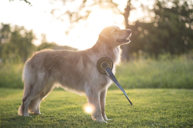 Why We Love Dog Breed Competitions
