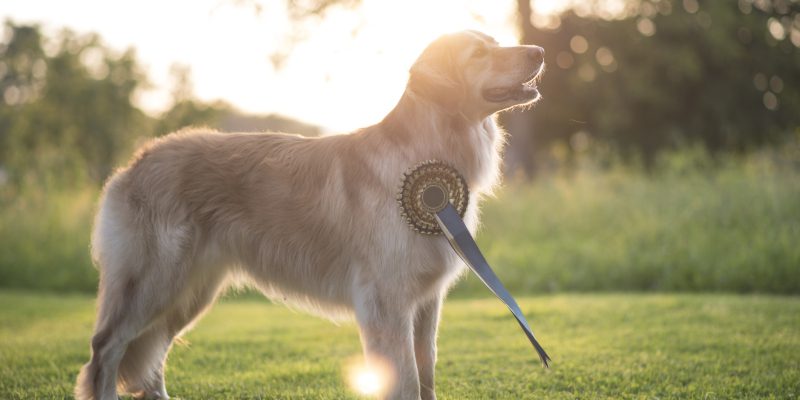 Why We Love Dog Breed Competitions