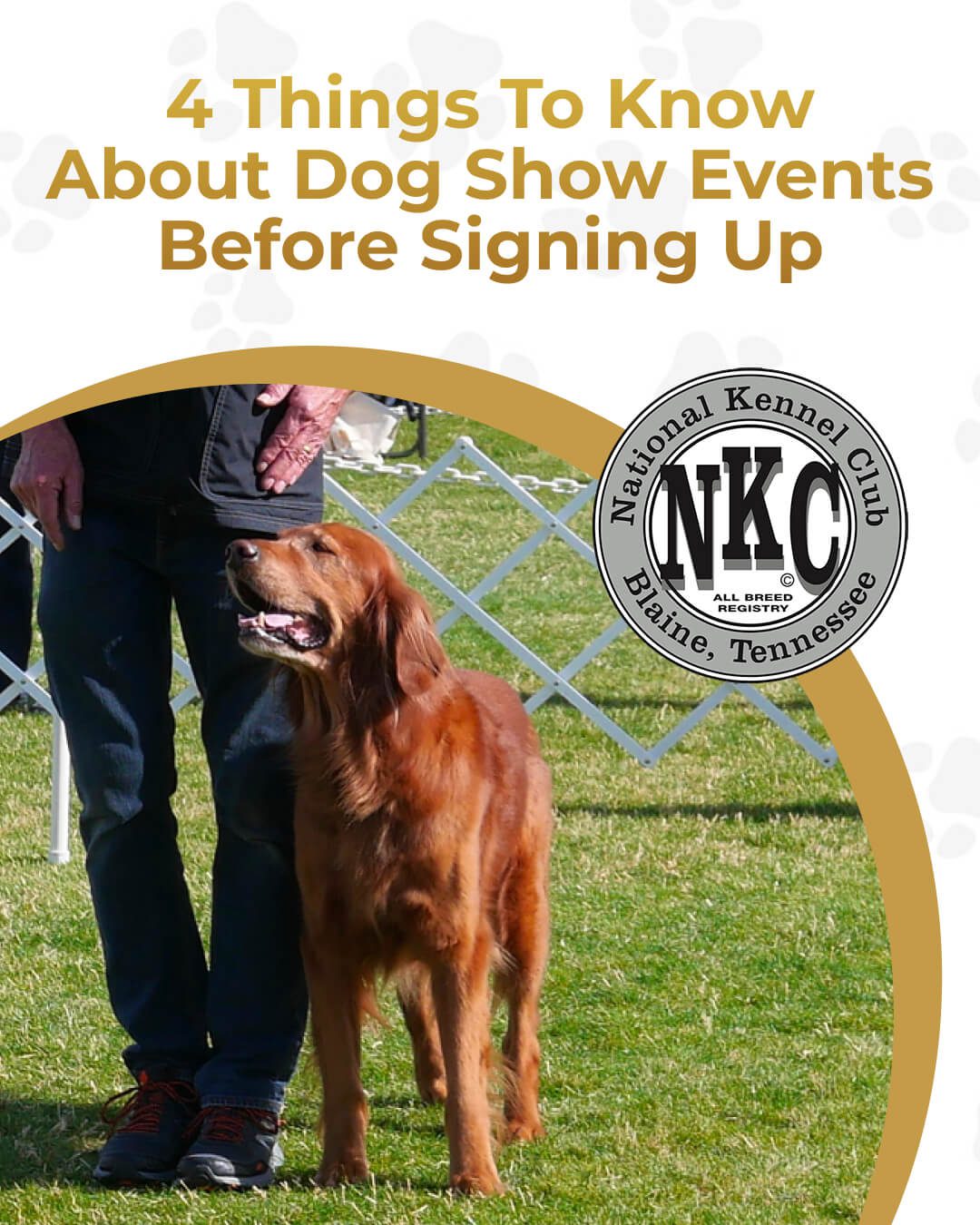 Why We Love Dog Breed Competitions