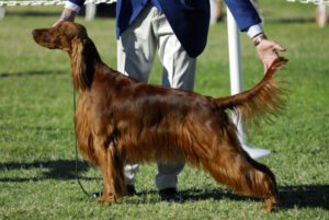 3 Reasons Dog Registration is Essential